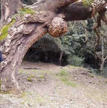 Il Monte Arci, i suoi segreti e l’ossidiana: un viaggio con “Sardegna Fuori Rotta”