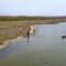 In sella ai cavalli alla scoperta della laguna: “Sardegna fuori rotta” a San Giovanni Suergiu