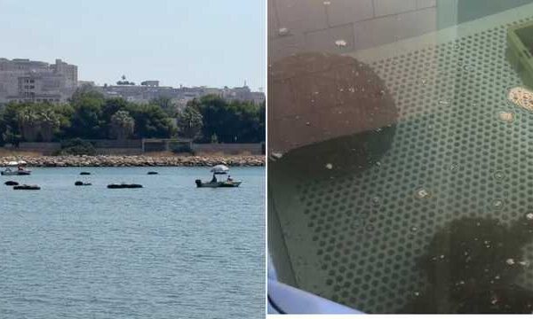 Nuova moria di cozze alla laguna di Santa Gilla: perse 150 tonnellate
